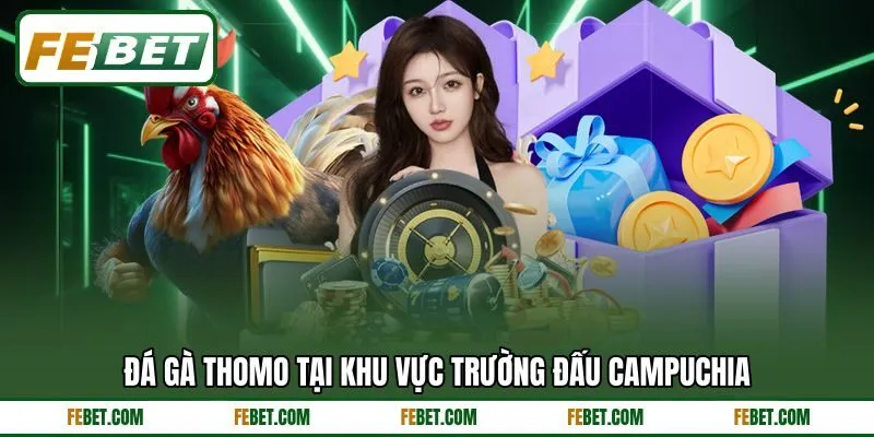 Đá gà Thomo tại khu vực trường đấu Campuchia